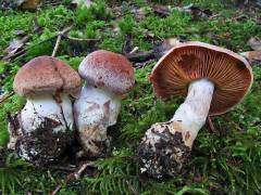 Cortinarius laniger