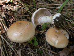 Cortinarius largus