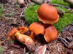 Cortinarius limonius