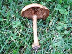 Cortinarius lundellii