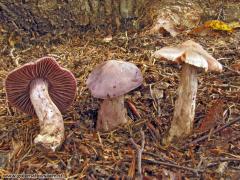 Cortinarius malachius