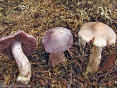 Cortinarius malachius