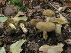 Cortinarius melanotus