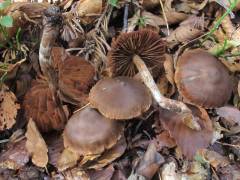 Cortinarius multivagus