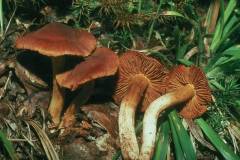 Cortinarius orellanus