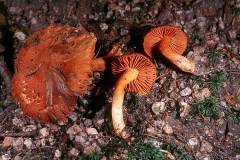 Cortinarius orellanus