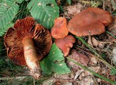 Cortinarius orellanus