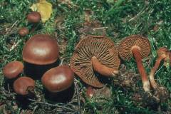 Cortinarius paragaudis