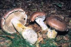 Cortinarius praestans