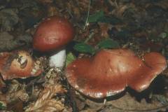 Cortinarius praestans