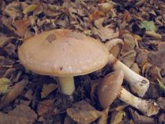 Cortinarius praestans