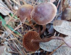 Cortinarius pulchripes