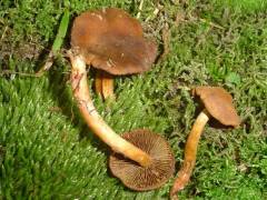 Cortinarius purpureus