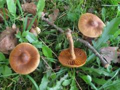 Cortinarius renidens