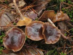 Cortinarius rigidus