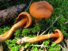 Cortinarius rubellus