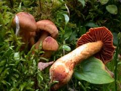 Cortinarius rubellus