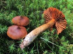 Cortinarius rubellus