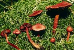 Cortinarius sanguineus