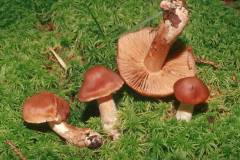 Cortinarius saturatus