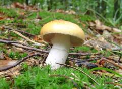 Cortinarius sebaceus