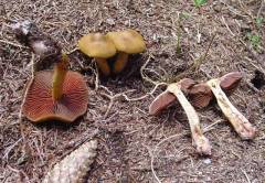 Cortinarius semisanguineus