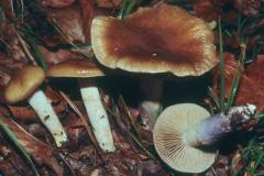 Cortinarius stillatitius