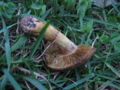 Cortinarius subannulatus