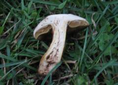 Cortinarius subannulatus