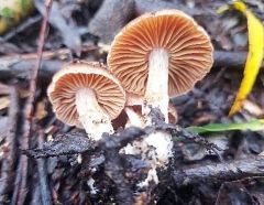 Cortinarius subbalaustinus