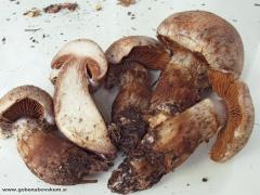 Cortinarius subferrugineus