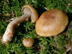 Cortinarius subtortus