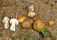 Cortinarius subvalidus