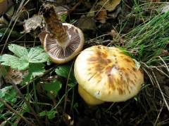 Cortinarius trivialis