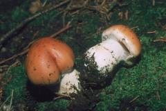 Cortinarius varius