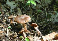 Cortinarius vernalis