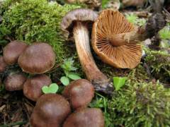 Cortinarius vernus