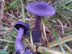 Cortinarius violaceus