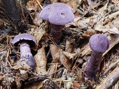 Cortinarius violaceus