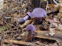 Cortinarius violaceus