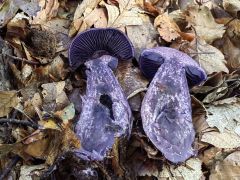 Cortinarius violaceus