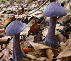 Cortinarius violaceus