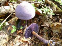 Cortinarius violaceus