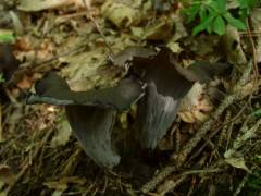 Craterellus cornucopioides