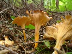 Craterellus lutescens