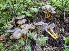 Craterellus tubaeformis