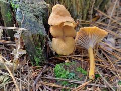 Craterellus tubaeformis