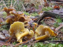 Craterellus tubaeformis