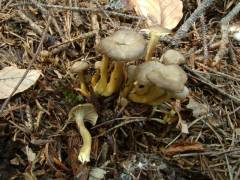 Craterellus tubaeformis