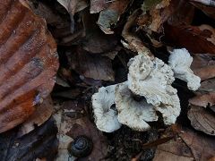 Craterellus undulatus